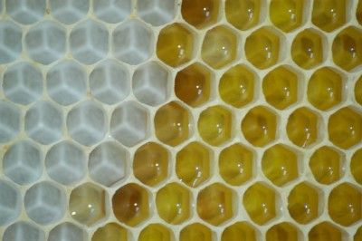 Honeycomb, beeswax